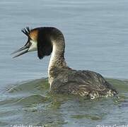 Great Crested Grebe