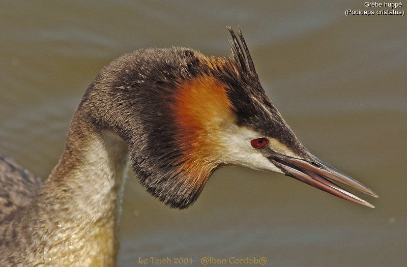 Great Crested Grebe