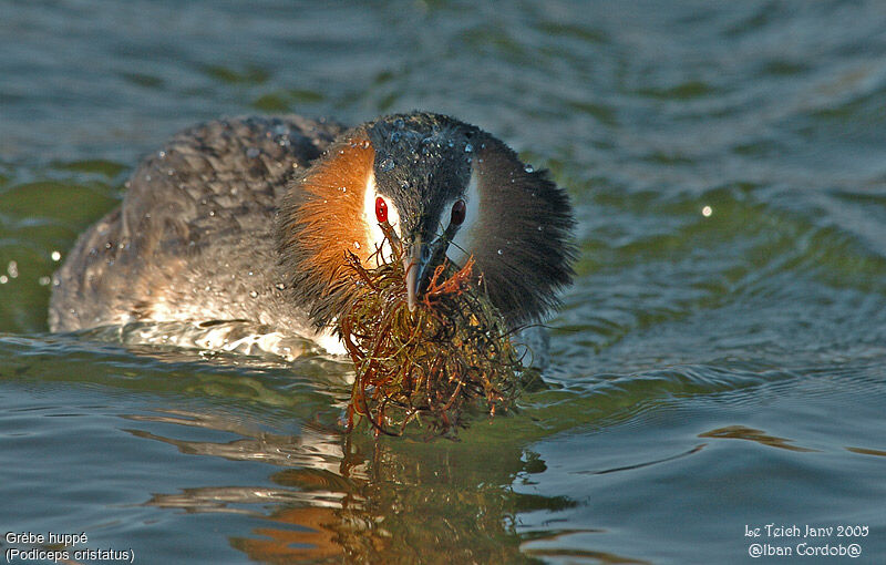 Great Crested Grebe