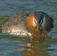 Great Crested Grebe