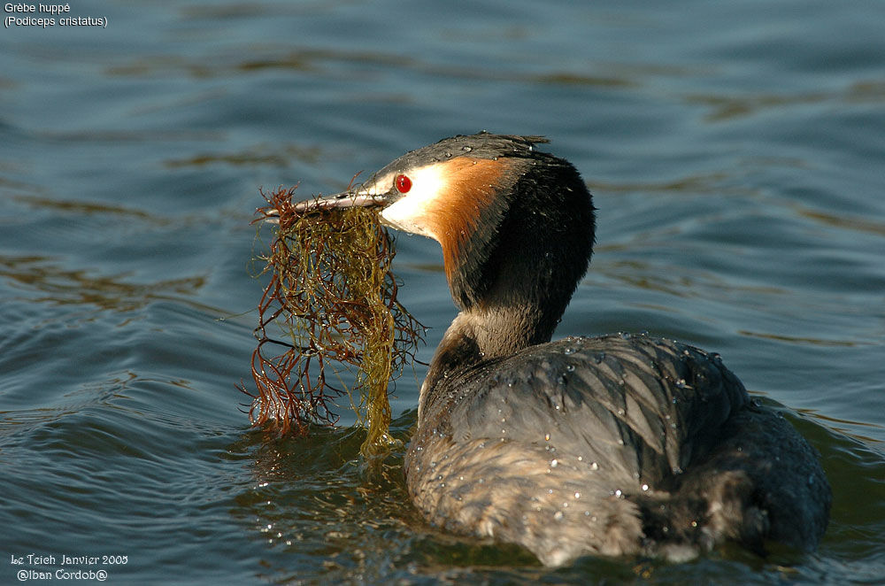 Great Crested Grebe