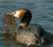 Great Crested Grebe