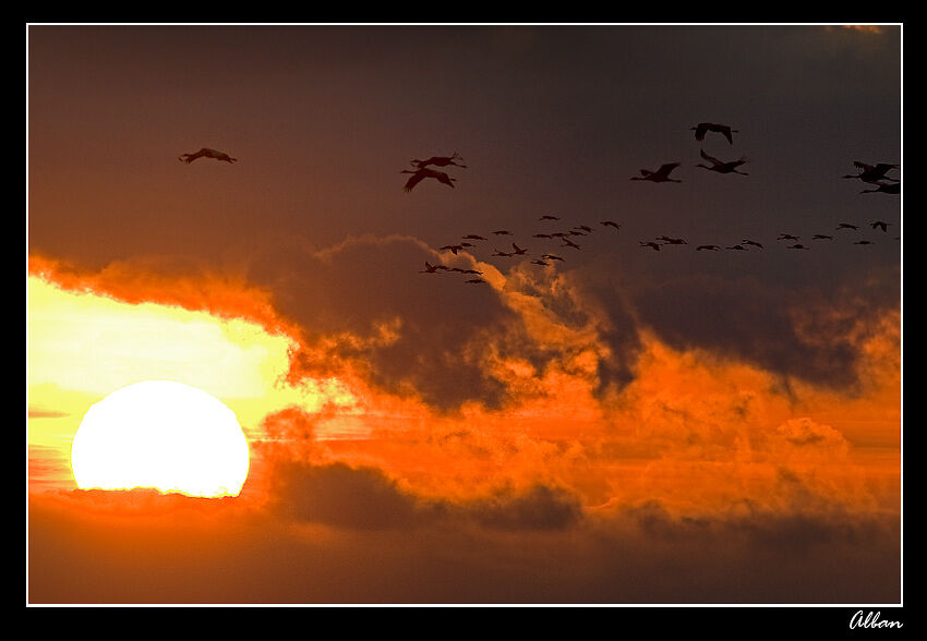 Common Crane