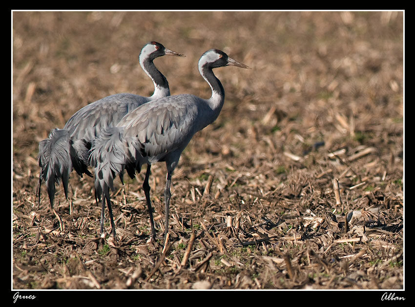 Common Crane