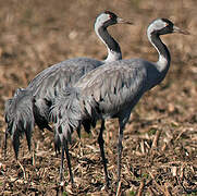 Common Crane