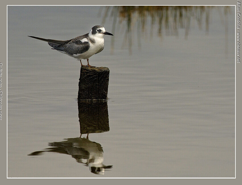 Black Tern