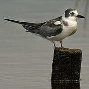 Black Tern