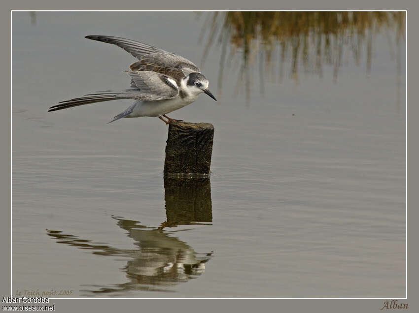 Black Tern, identification