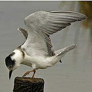 Black Tern