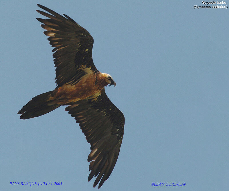 Bearded Vulture