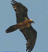 Bearded Vulture