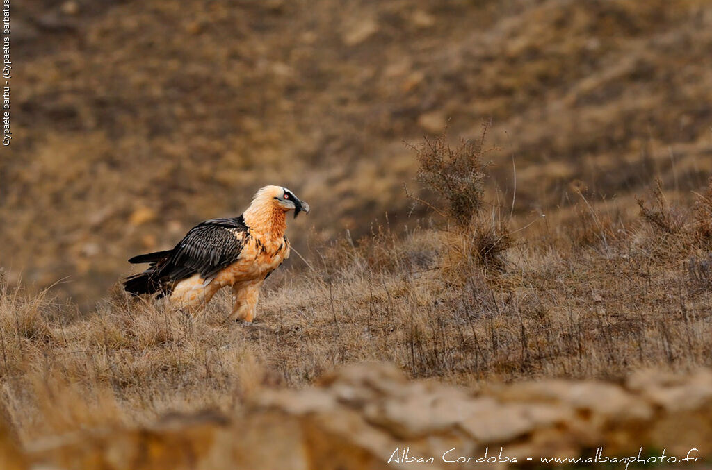 Bearded Vulture