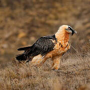 Bearded Vulture