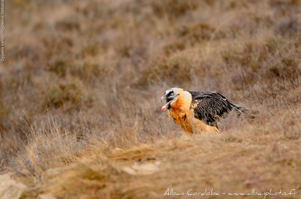 Bearded Vulture