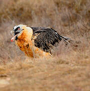 Bearded Vulture