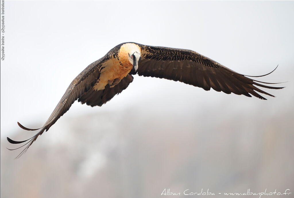 Bearded Vulture