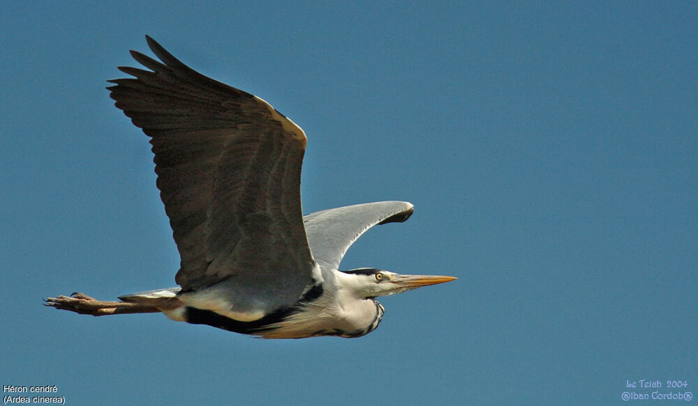 Grey Heron