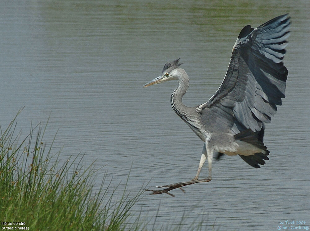 Grey Heron