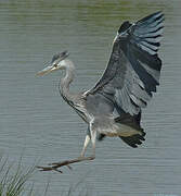 Grey Heron