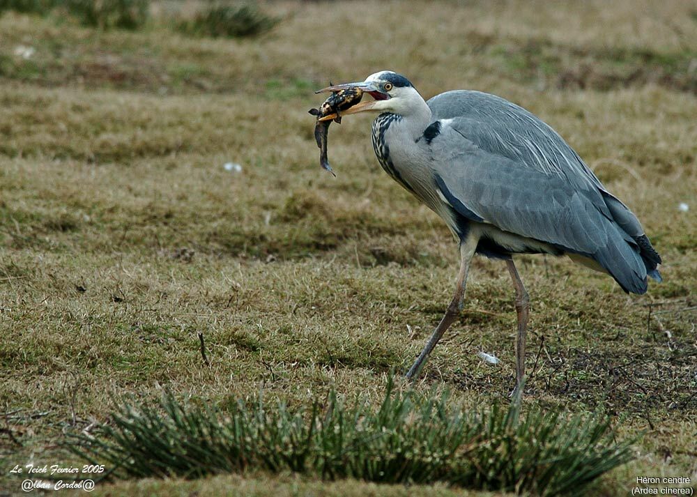 Grey Heron