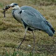 Grey Heron