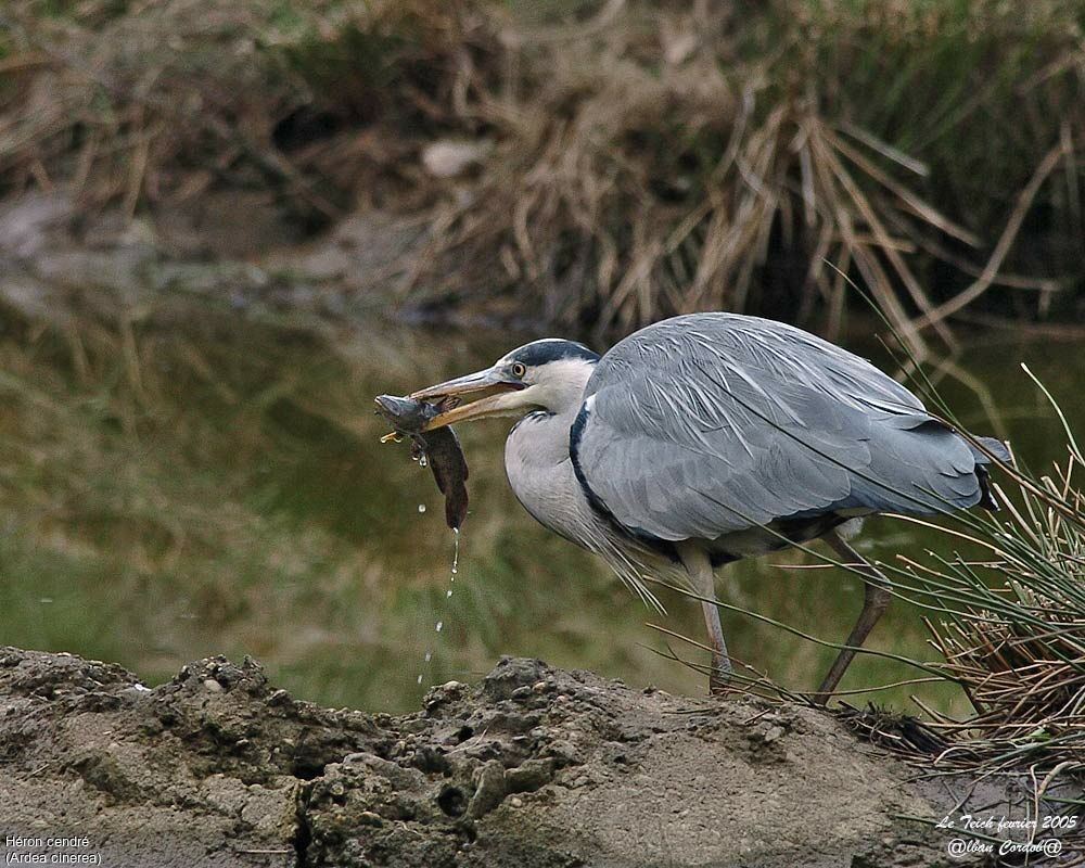 Grey Heron