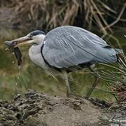 Grey Heron