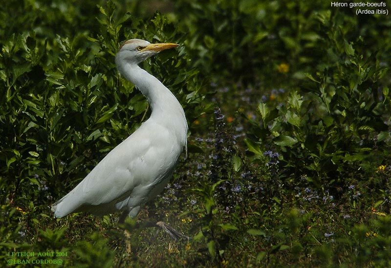 Western Cattle Egret