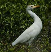 Western Cattle Egret