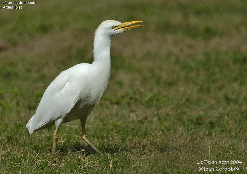 Western Cattle Egret