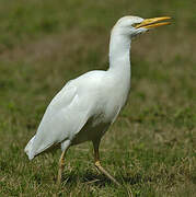 Western Cattle Egret