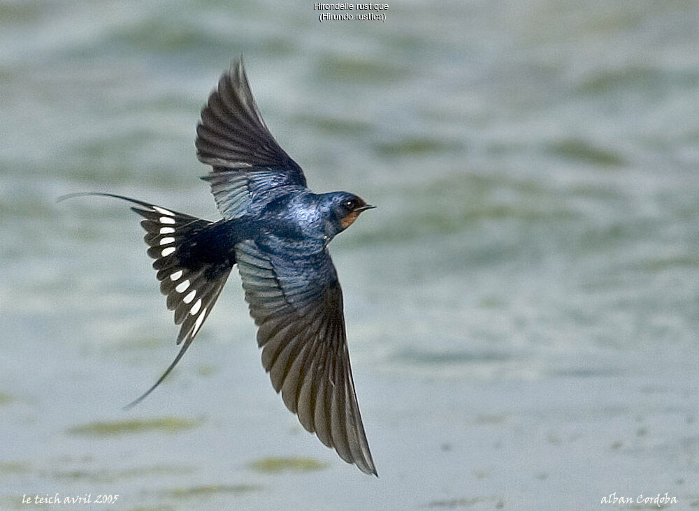 Barn Swallow, Flight