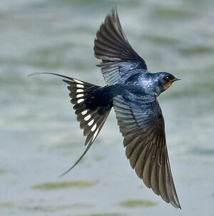 barn swallow