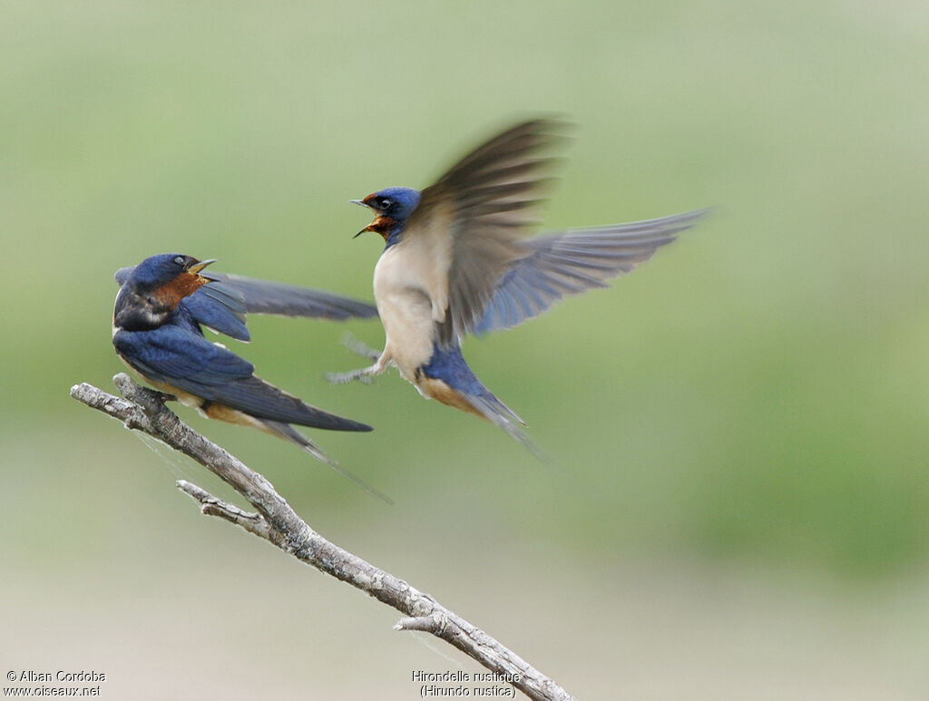 Barn Swallow