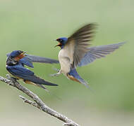 Barn Swallow