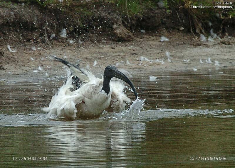 African Sacred Ibis