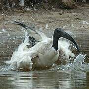 African Sacred Ibis