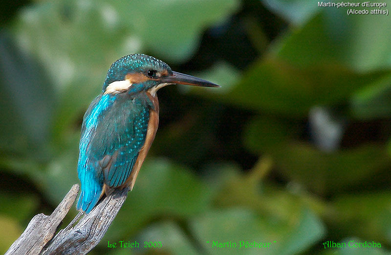 Common Kingfisher