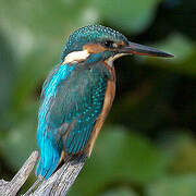 Common Kingfisher