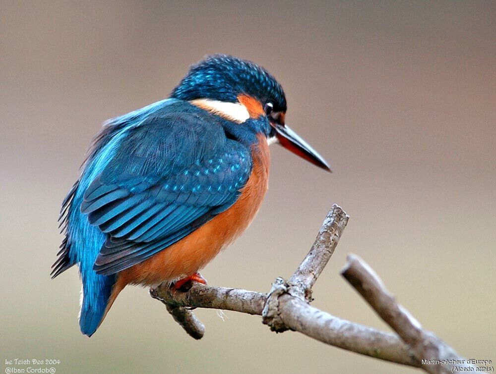 Common Kingfisher