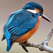 Common Kingfisher