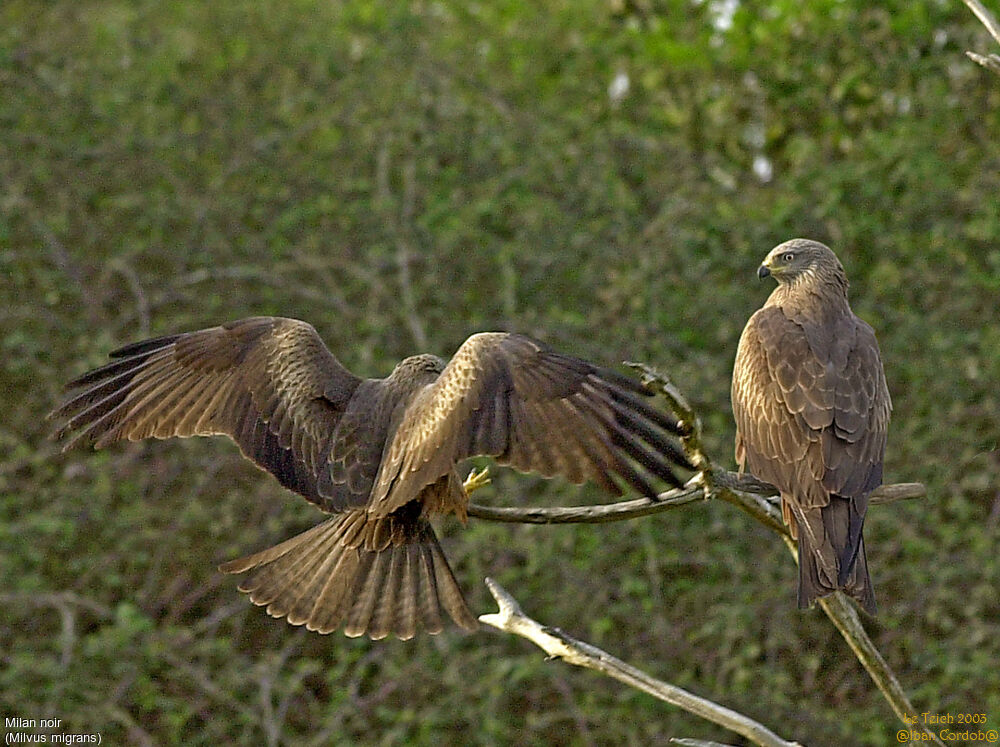 Black Kite