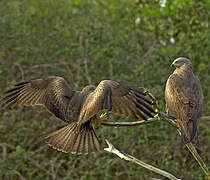 Black Kite