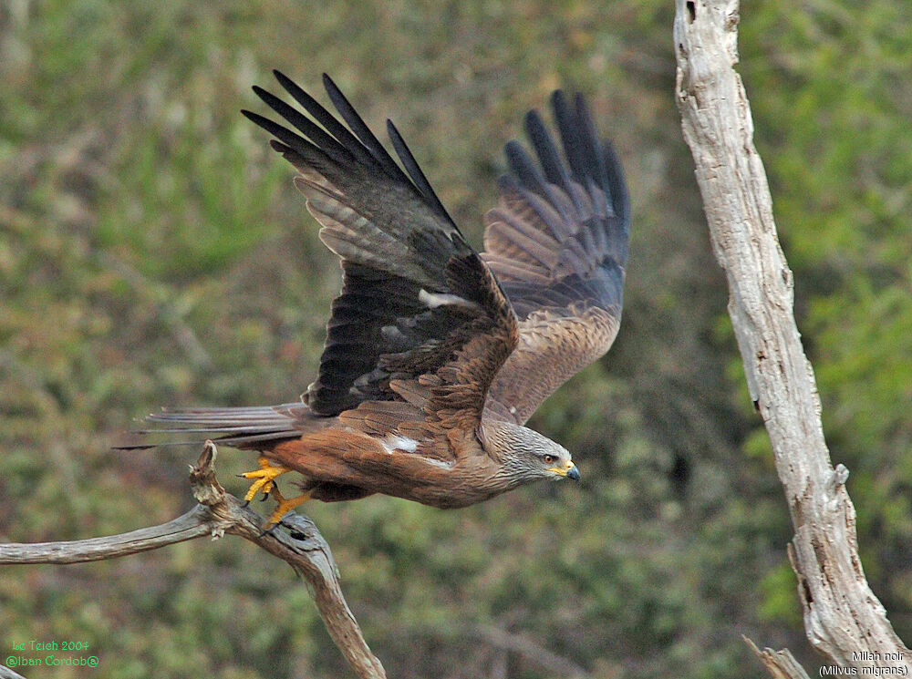 Black Kite