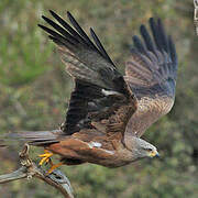 Black Kite