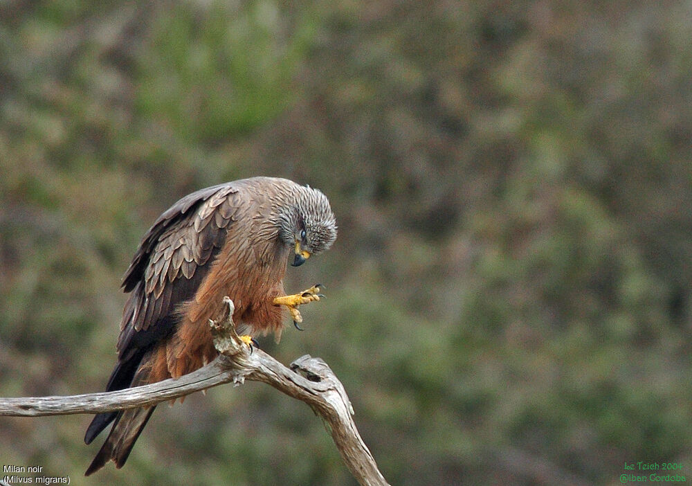 Black Kite