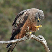 Black Kite