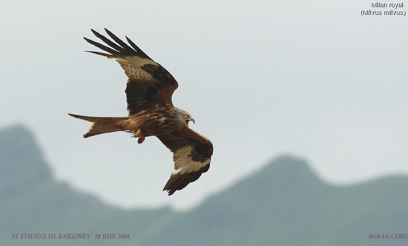 Red Kite