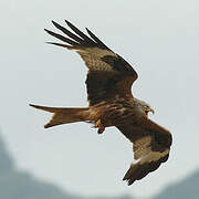 Red Kite