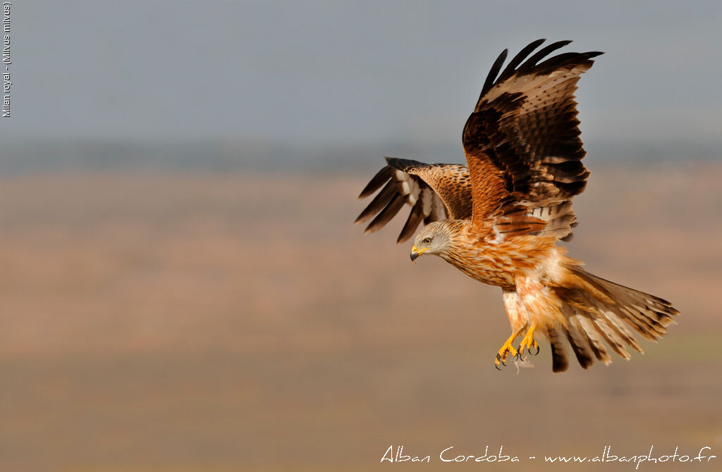 Red Kite, Behaviour